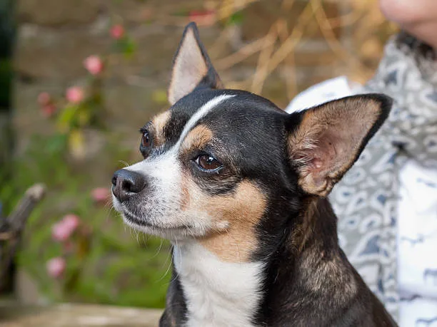 border collie chihuahua mix name Adapting to the Needs of Chihuahua Collie Mixes in Different Living Environments