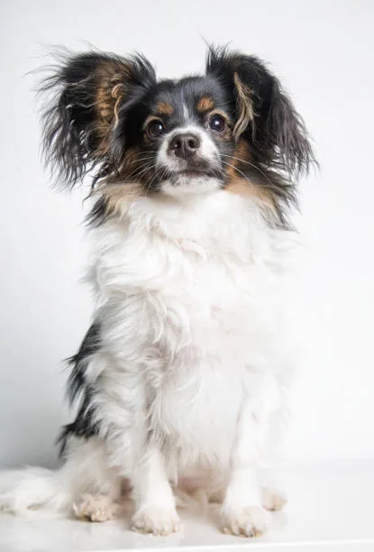  border collie chihuahua mix Living with and Caring for a Border Collie Chihuahua Mix