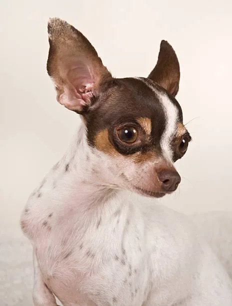  border collie chihuahua mix Health and Lifespan Considerations