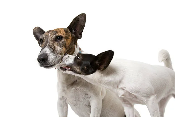  border collie chihuahua mix Temperament and Personality Traits