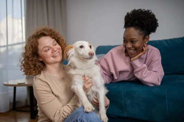  border collie mixed with chihuahua Finding the Right Fit: Adoption and Lifestyle Compatibility
