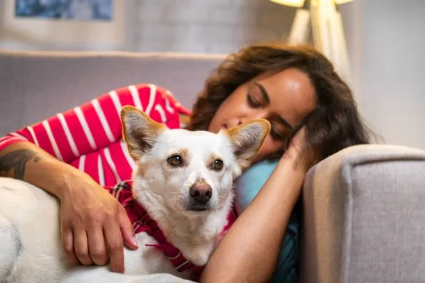  border collie mixed with chihuahua Exercise Requirements