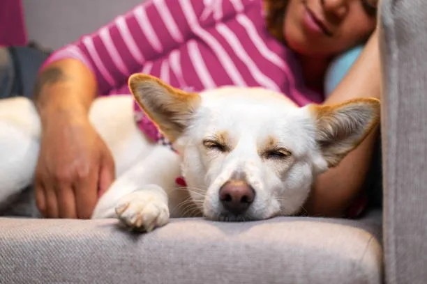  border collie mixed with chihuahua Managing the Dynamics of a Toy-sized Herding Mix
