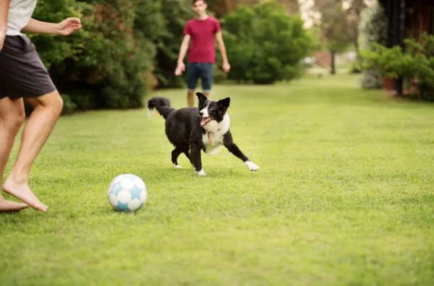  border collie mixed with chihuahua Grooming Needs