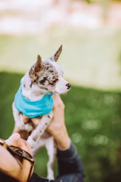  border collie mixed with chihuahua Health, Exercise, and Care for a Loyal Companion