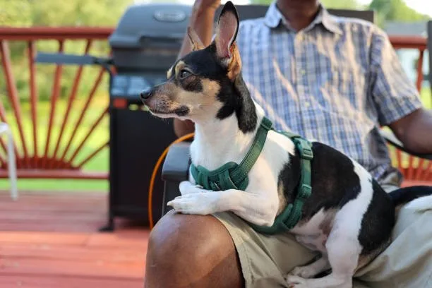  boxer chihuahua mix black Breed-Specific Challenges and Joys