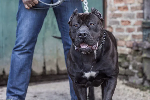  boxer chihuahua mix black Diet and Nutrition
