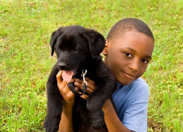  boxer chihuahua mix black Living with a Boxachi in an Urban Environment