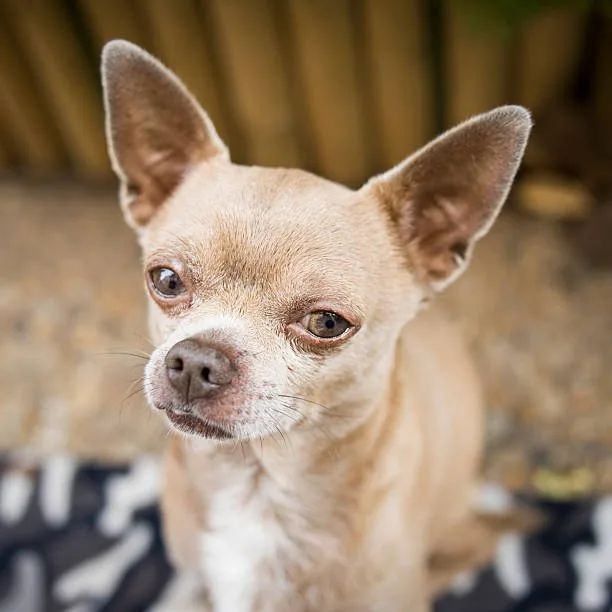 chihuahua and a weiner dog mix Grooming and Care