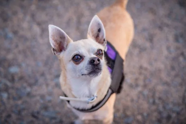 chihuahua and a weiner dog mix Pros and Cons of Owning a Chiweenie