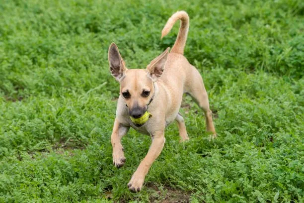 chihuahua and a weiner dog mix Training and Exercise Needs
