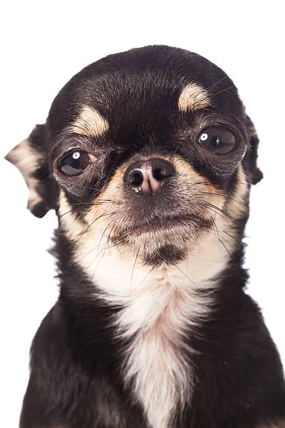 chihuahua and cocker spaniel mix Physical Characteristics of Chispaniels