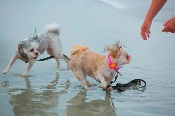 chihuahua and cocker spaniel mix Conclusion