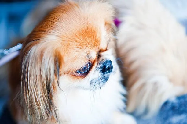 chihuahua and cocker spaniel mix Temperament and Personality