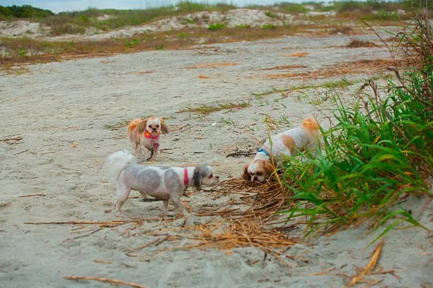  chihuahua and mini schnauzer mix Suitability as a Family Pet