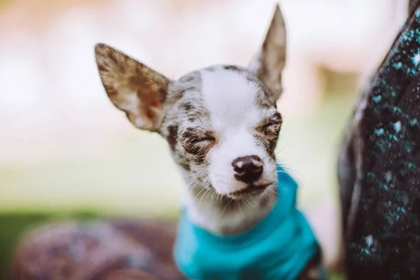 chihuahua and mini schnauzer mix The Chizer: Characteristics and Companionship
