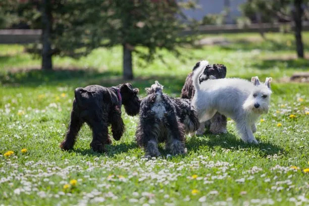  chihuahua and mini schnauzer mix Conclusion: Is the Chihuahua and Mini Schnauzer Mix Right for You?