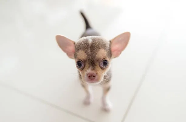 chihuahua and miniature schnauzer mix Physical Characteristics of the Mix