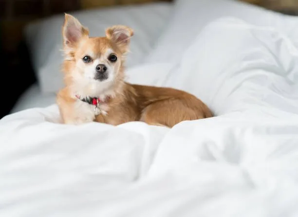 chihuahua and miniature schnauzer mix Characteristics and Care of the Chihuahua Miniature Schnauzer Mix