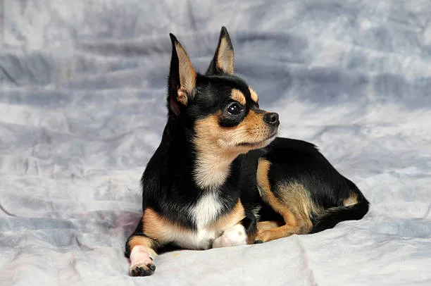  chihuahua and schnauzer mix Health and Lifespan