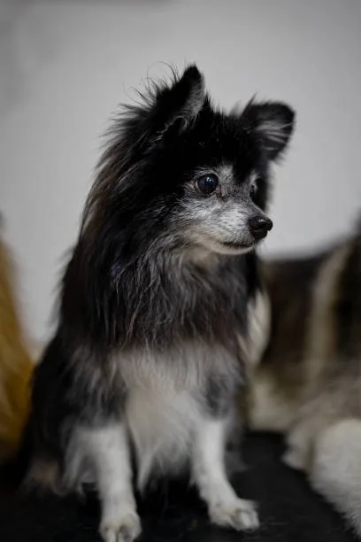 chihuahua and schnauzer mix Grooming and Care