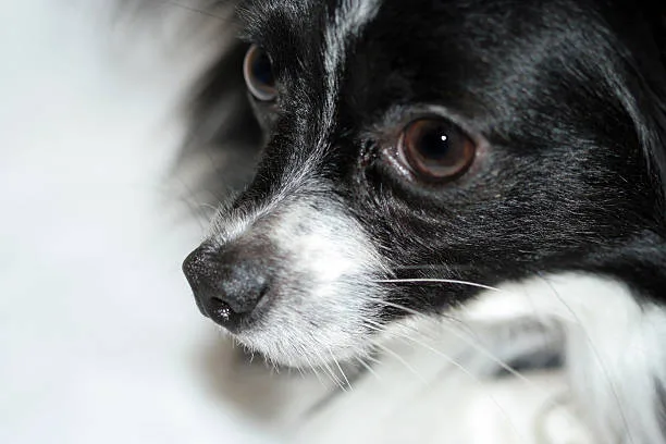  chihuahua and schnauzer mix Adoption Considerations
