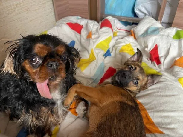  chihuahua and schnauzer mix Hybrid Vigor: Health and Lifespan of the Schnauzer Chihuahua Mix
