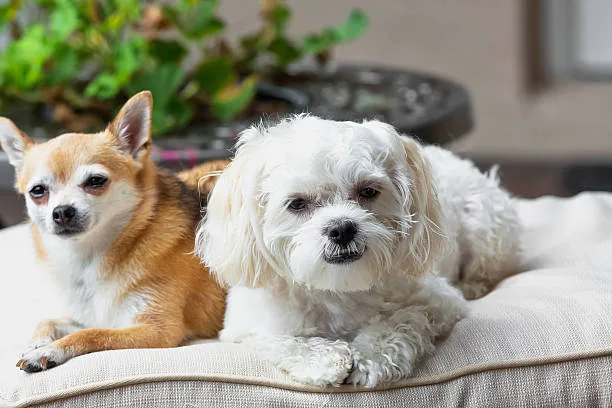  chihuahua and schnauzer mix Grooming and Allergies: Understanding Hypoallergenic Dog Mixes