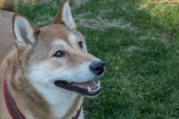  chihuahua and shiba inu mix Family Compatibility and Children