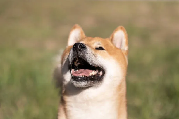  chihuahua and shiba inu mix Training and Socialization