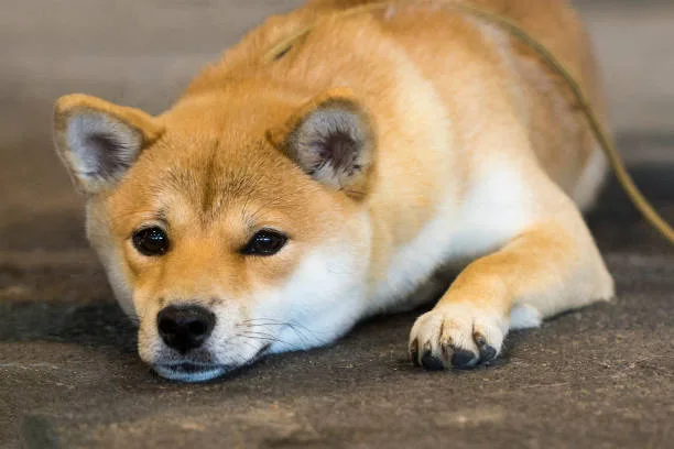  chihuahua and shiba inu mix Considering Adoption: Rescue Dogs and Mixed Breed Pros and Cons