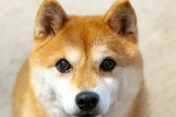  chihuahua and shiba inu mix Conclusion