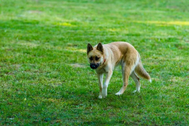  chihuahua and shiba inu mix Understanding Hybrid Vigor and Size Considerations