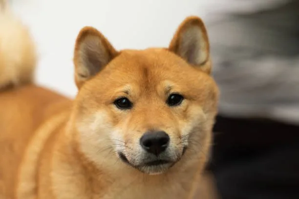 chihuahua and shiba inu mix Personality Traits, Temperament, and Watchdog Capability
