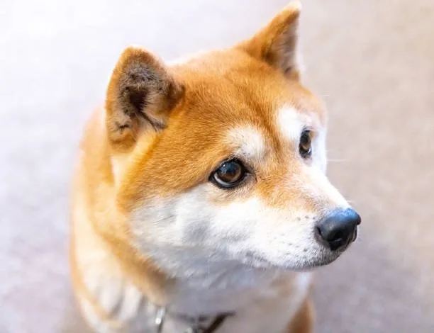  chihuahua and shiba inu mix Caring for Your Shiba Inu-Chihuahua Mix: Exercise, Grooming, and Nutrition