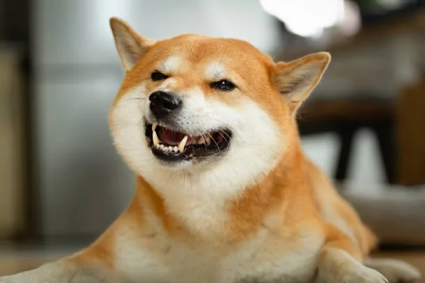  chihuahua and shiba inu mix Is the Chihuahua Shiba Inu Mix the Right Choice for You?