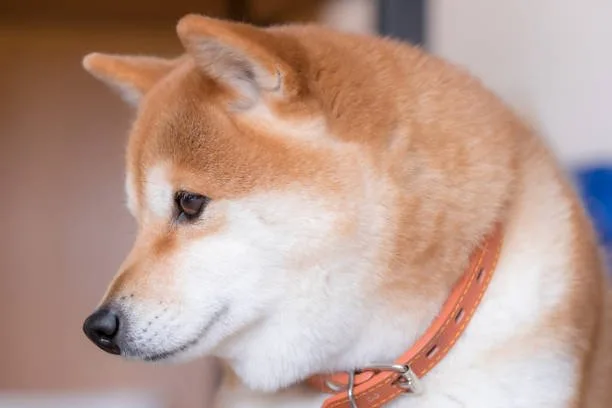  chihuahua and shiba inu mix Suitability for Apartment Living