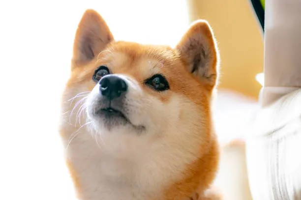  chihuahua and shiba inu mix Diet and Nutrition