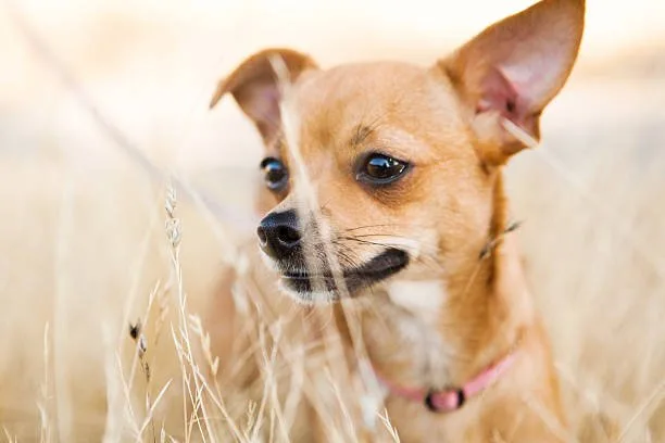  chihuahua and weiner dog mix Designer Dogs and Hybrid Vigor