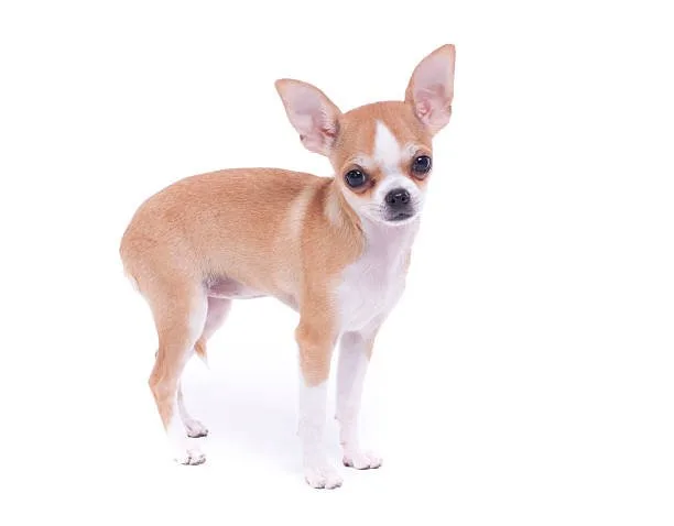  chihuahua and weiner dog mix Common Physical Characteristics
