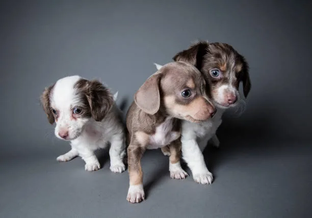  chihuahua and weiner dog mix puppies Living Conditions