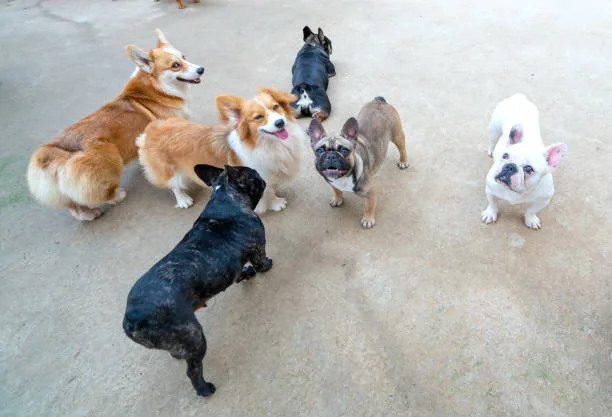  chihuahua and weiner dog mix puppies Temperament and Behavior