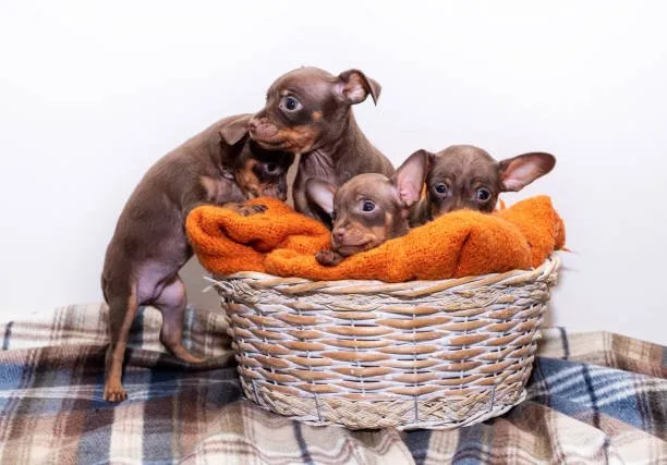  chihuahua and weiner dog mix puppies Compatibility with Other Pets and Children