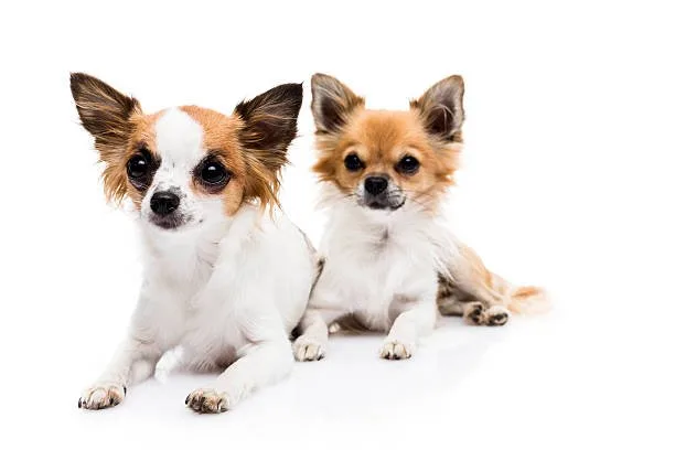  chihuahua and weiner dog mix puppies Adoption and Purchase Tips