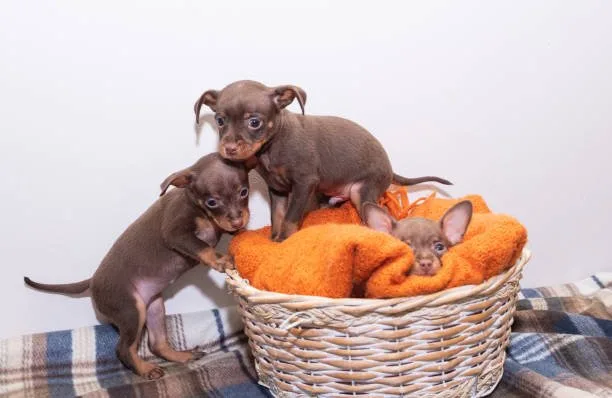  chihuahua and weiner dog mix puppies Diet and Nutrition