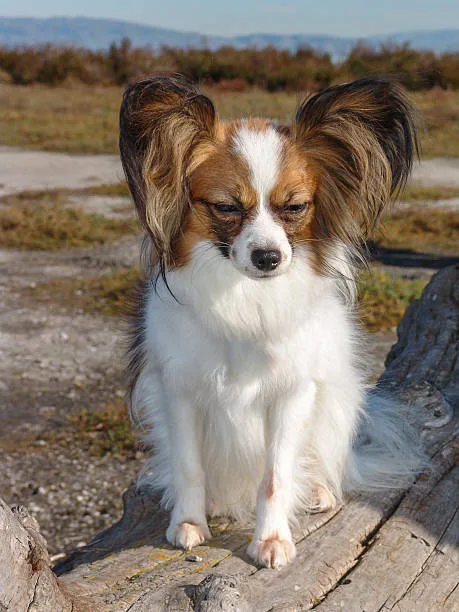  chihuahua border collie mix Temperament and Personality