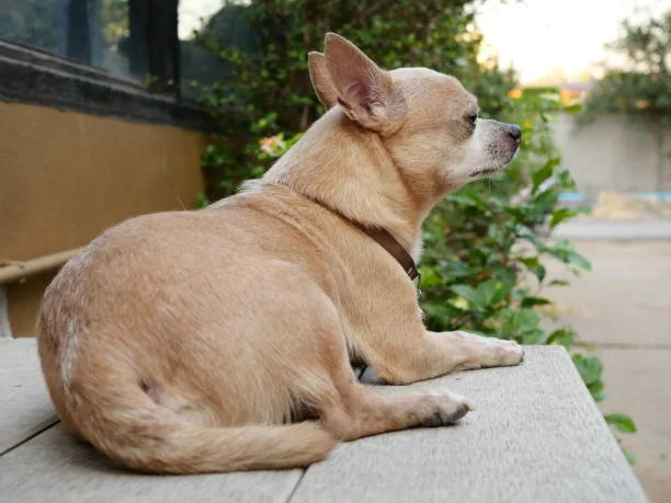  chihuahua border collie mix Conclusion: Is the Chihuahua Border Collie Mix Right for You?