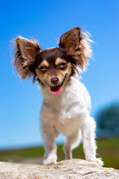  chihuahua border collie mix Health and Lifespan Considerations in Designer Mixed Breeds
