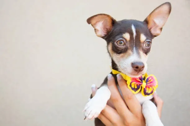  chihuahua border collie mix Adoption Tips