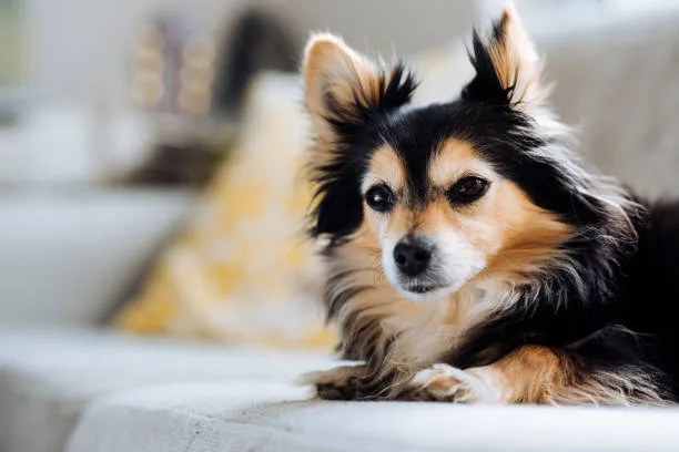  chihuahua border collie mix Lifestyle Compatibility of the Chihuahua Border Collie Mix